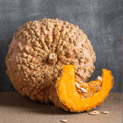 Semences Courges Galeuse d'Eysine