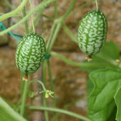 Semences Concombres Zehneria Scabra