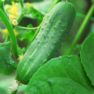 Semences Cornichons Vert fin de Meaux