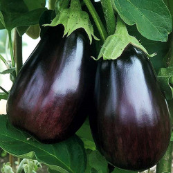 Semences Aubergine violette Meronda