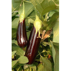 Semences Aubergine longue violette Melonga