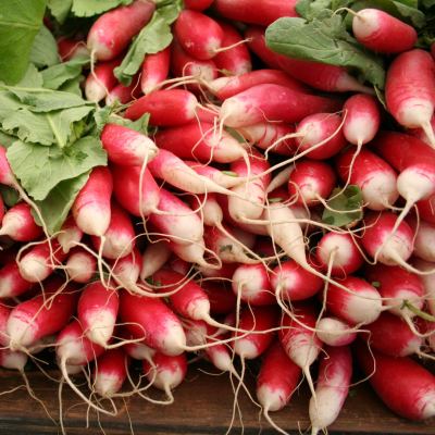 Semences Radis Rouge