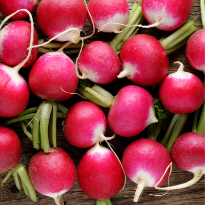 Semences Radis Rose National