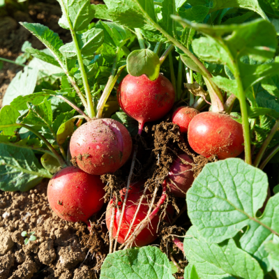 Semences Radis Rond Rudolf