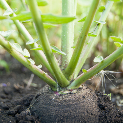 Semences Radis Noir long MaraÃ®cher