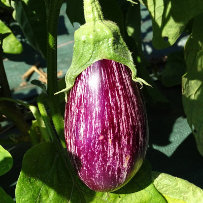 Semences Aubergine striée Zebrina