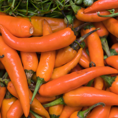 Semences Poivrons Kyra