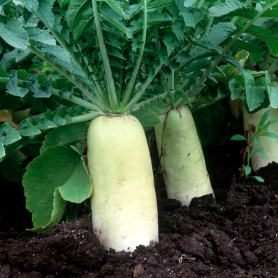 Semences Radis Daikon