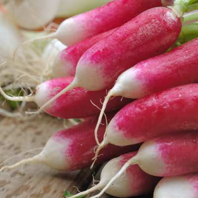 Semences Radis De dix huit jours