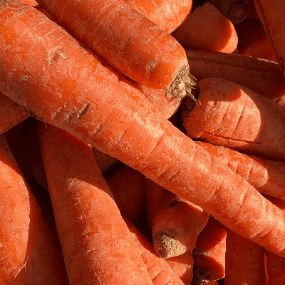 Semences Carotte de colmar à CÅ“ur Rouge 2