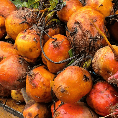 Semences Betterave jaune Burpee's Golden