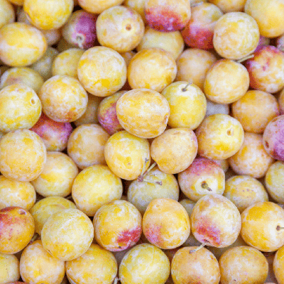 Prunier Mirabelles de Nancy