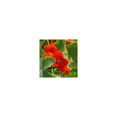 Semences Capucine Grimpante